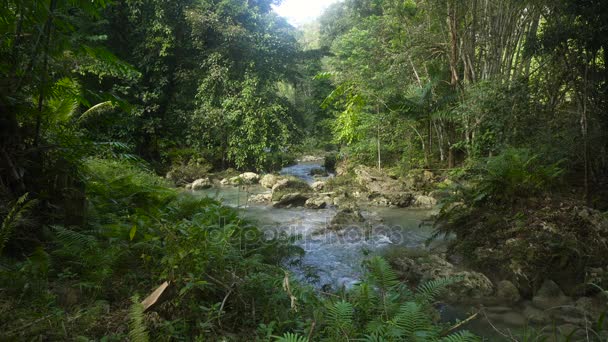 River in the rainforest — Stock Video