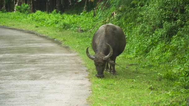 Toro mangiare erba . — Video Stock