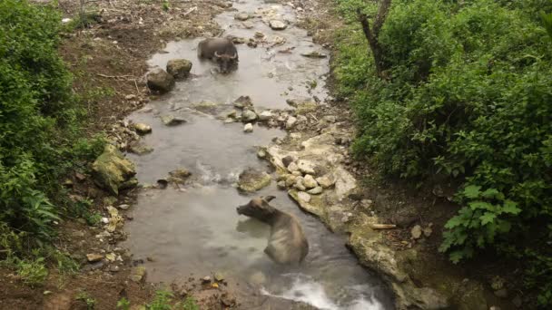 Stier liegt im Fluss. — Stockvideo