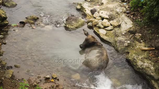 Toro sdraiato nel fiume . — Video Stock