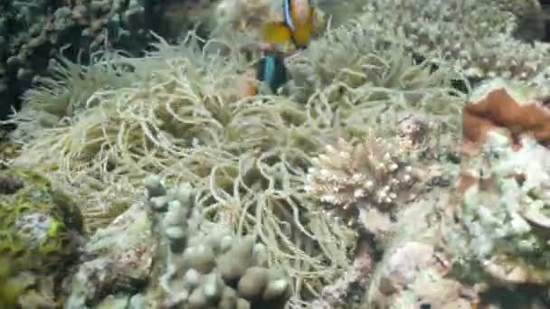 Clownfish Anemonefish in anemone. — Stock Video