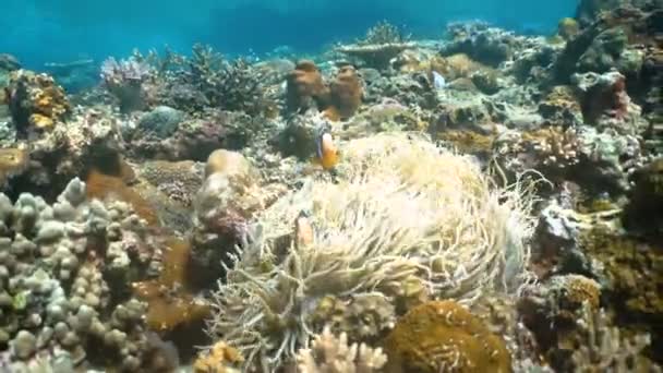 Clownfish Anemonefish w Anemon. — Wideo stockowe