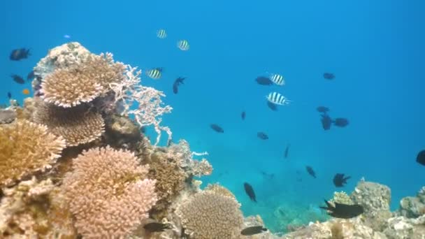 Recifes de corais e peixes tropicais Filipinas — Vídeo de Stock