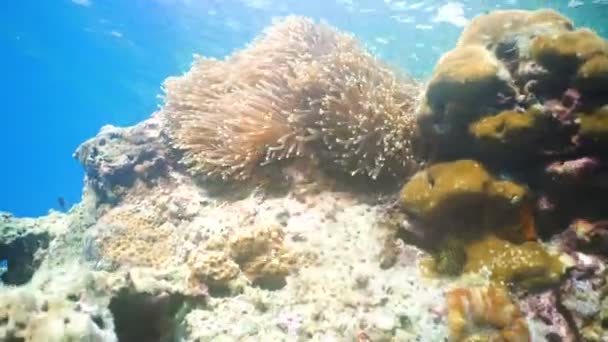 Clownfish anemonfish in anemone . — стоковое видео