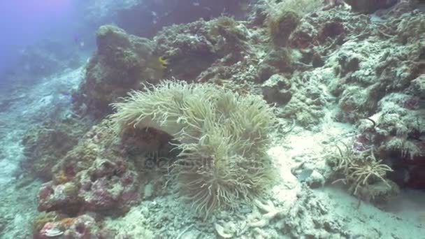 Bohóchal Anemonefish, anemone. — Stock videók