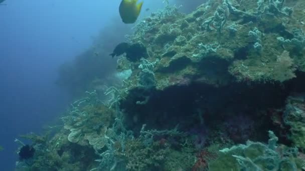 Recifes de corais e peixes tropicais Filipinas — Vídeo de Stock