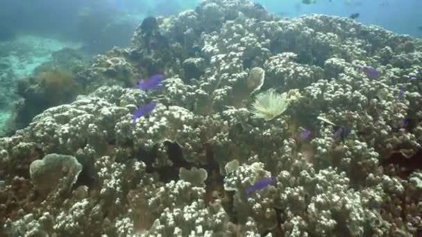 Coral reef and tropical fish.Philippines — Stock Video