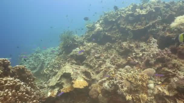 Arrecife de coral y peces tropicales. Filipinas — Vídeos de Stock