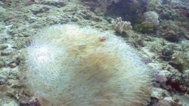 Bohóchal Anemonefish, anemone. — Stock videók