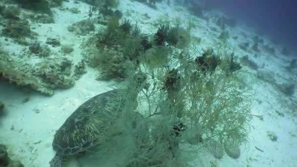 Tortue de mer sous l'eau . — Video