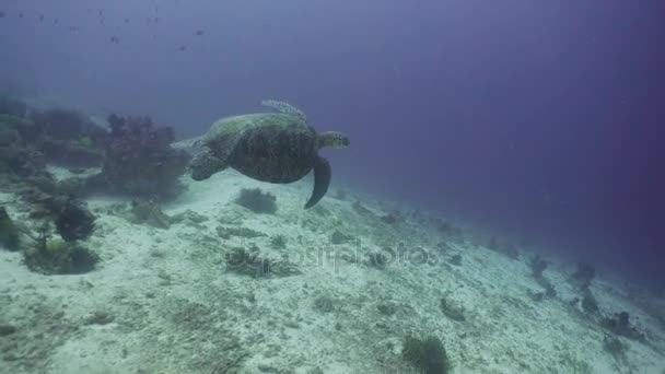Meeresschildkröte unter Wasser. — Stockvideo