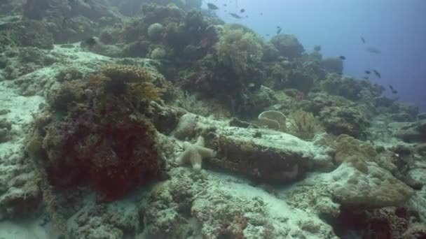 Морские звезды на кораллах . — стоковое видео