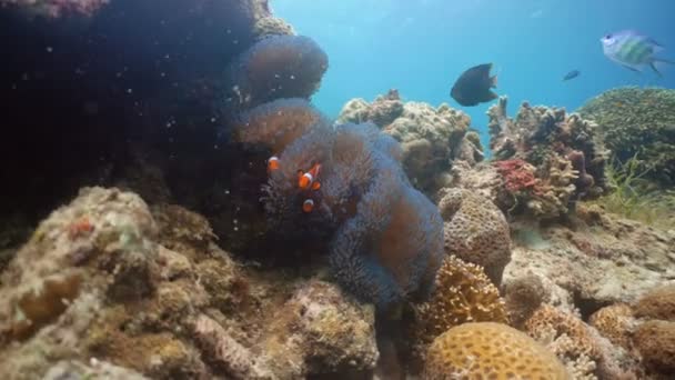 Clownfish Anemonefish w Anemon. — Wideo stockowe