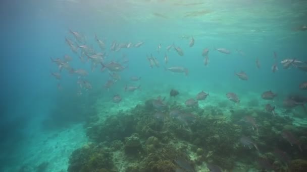 Arrecife de coral y peces tropicales. Filipinas — Vídeo de stock