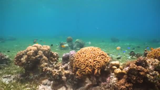 Coral reef and tropical fish.Philippines — Stock Video