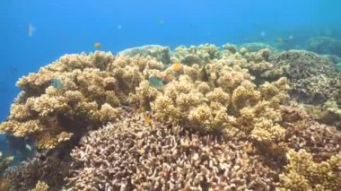 Mercan ve tropikal balık. Filipinler