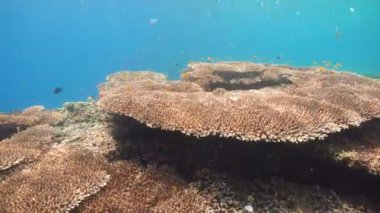 Mercan ve tropikal balık. Filipinler