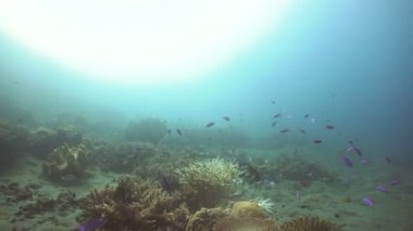 Mercan ve tropikal balık. Filipinler