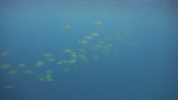 Shoal peces tropicales.Filipinas — Vídeo de stock