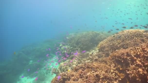 Koraalrif en tropische vissen. Filippijnen — Stockvideo