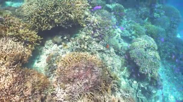 Korallrev och tropiska fiskar. Filippinerna — Stockvideo