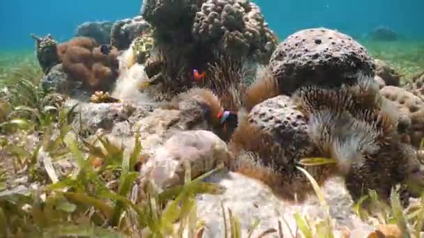 Clownfish διάφορες στη θαλάσσια Ανεμώνη. — Αρχείο Βίντεο