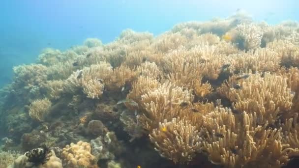 Korallenriffe und tropische Fische. Philippinen — Stockvideo