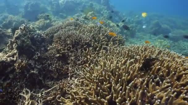 Recifes de corais e peixes tropicais Filipinas — Vídeo de Stock