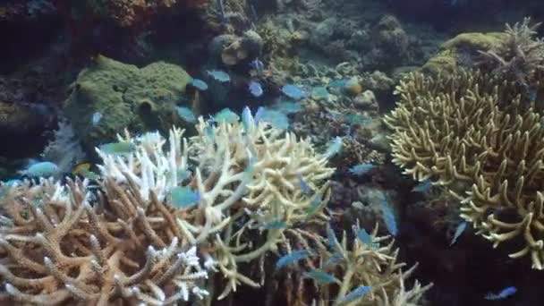 Korallzátonyokat és a trópusi halak. Fülöp-szigetek — Stock videók