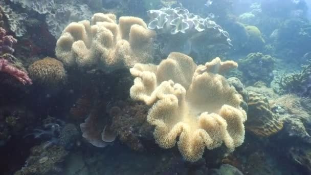 Коралловый риф и тропическая рыба. Филиппины — стоковое видео