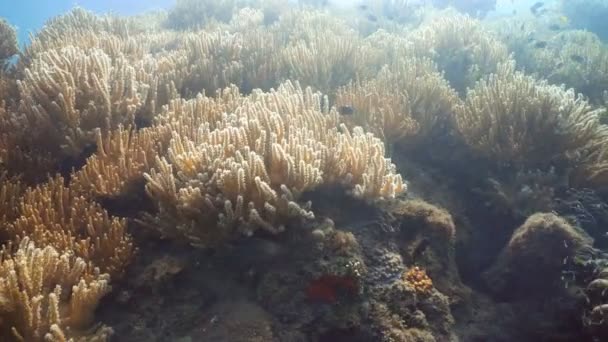 Arrecife de coral y peces tropicales. Filipinas — Vídeo de stock