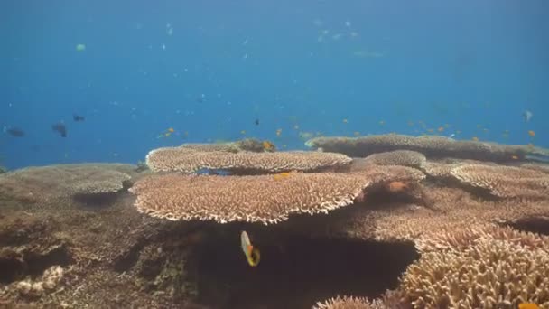 Arrecife de coral y peces tropicales. Filipinas — Vídeos de Stock