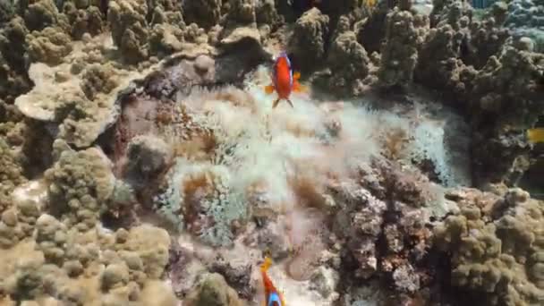 Clownfish Anemonefish in anemone. — Stock Video