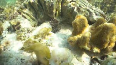 siyah deniz kestanesi.