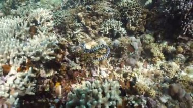 şeritli deniz yılanı.