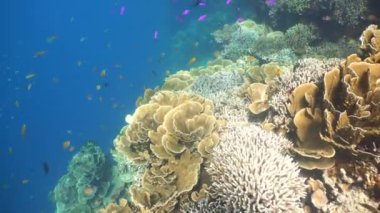 Mercan ve tropikal balık. Filipinler