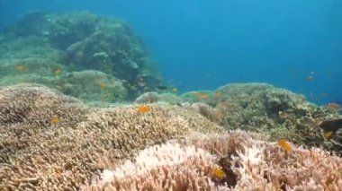 Mercan ve tropikal balık. Filipinler