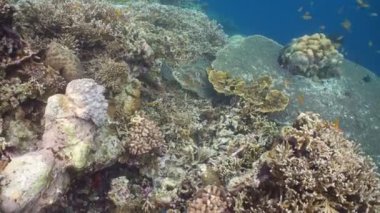 Deniz kaplumbağası su altında.