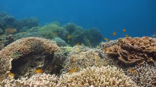 Recifes de corais e peixes tropicais Filipinas — Vídeo de Stock