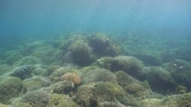 Mercan ve tropikal balık. Filipinler