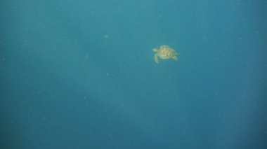 Deniz kaplumbağası su altında.