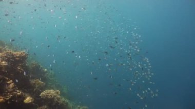 Mercan ve tropikal balık. Filipinler