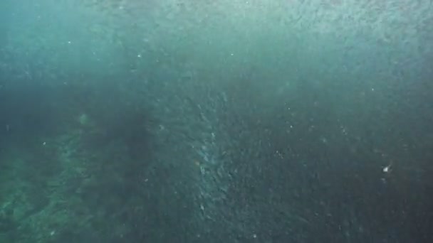 Sardines sur l'eau bleue.