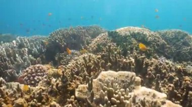 Mercan ve tropikal balık. Filipinler