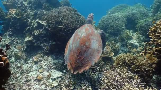 Zeeschildpad onder Water. — Stockvideo