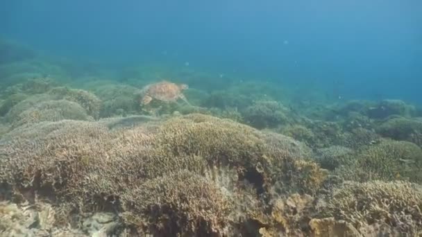 Arrecife de coral y peces tropicales. Filipinas — Vídeo de stock