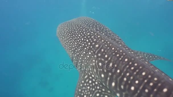 Tiburón ballena en el océano . — Vídeo de stock