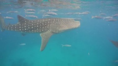 Balina köpekbalığı okyanus içinde.