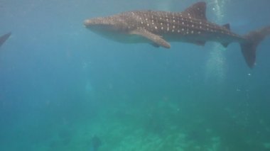 Balina köpekbalığı okyanus içinde.