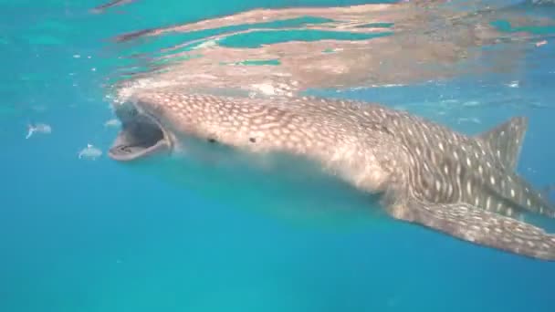 Žralok velryby v oceánu. — Stock video
